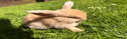 Mini Lop rabbits for sale: Beautiful Mini Lop baby rabbits - Advert 3