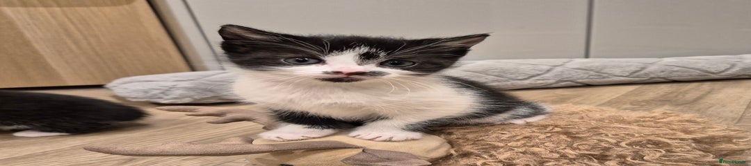 Mixed Breed Kitten 4