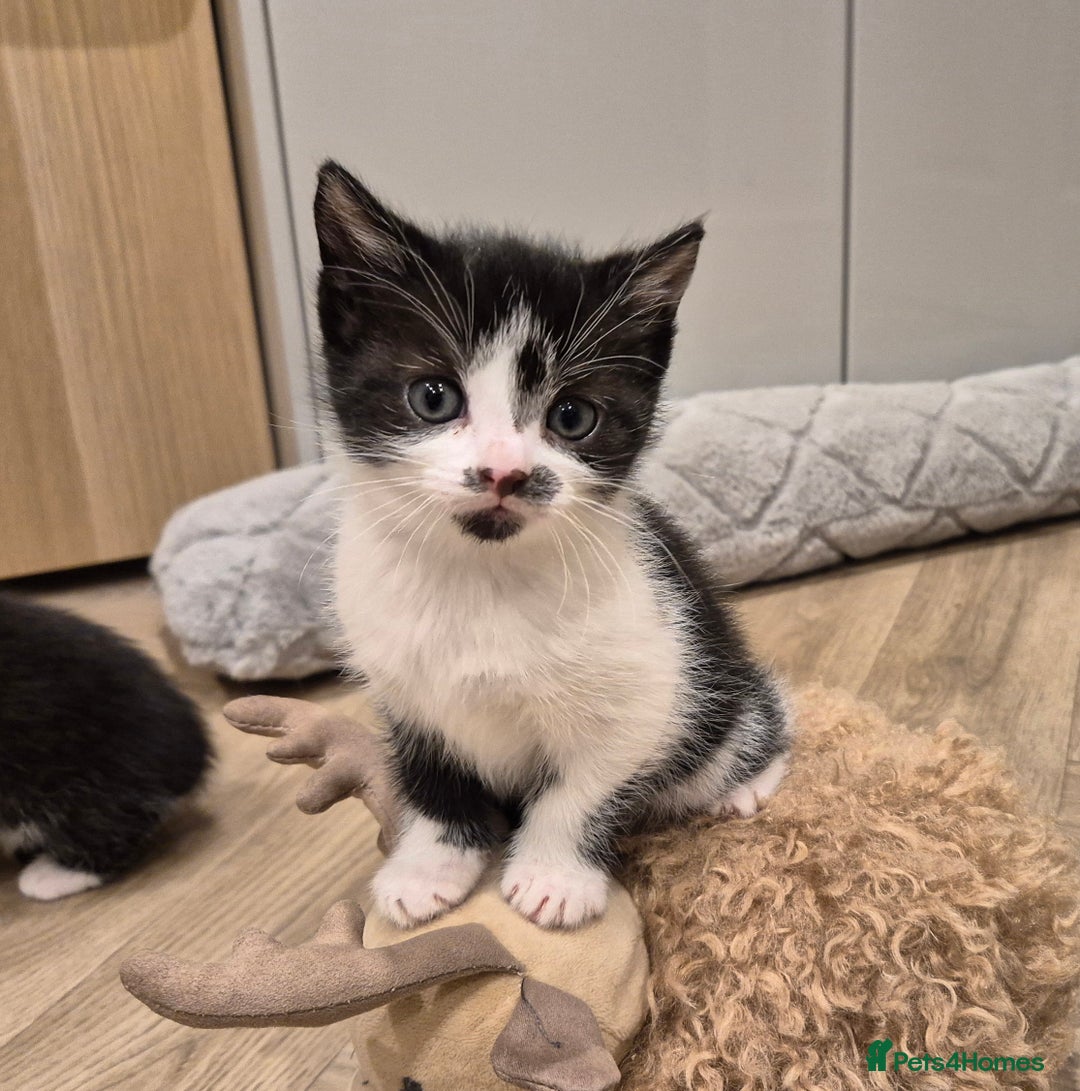 Mixed Breed cats for sale: 5 lovely kittens - Advert 10