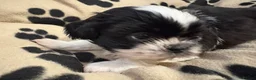Shih Tzu dogs for sale: Beautiful Home reared Shih Tzu Puppies - Advert 7