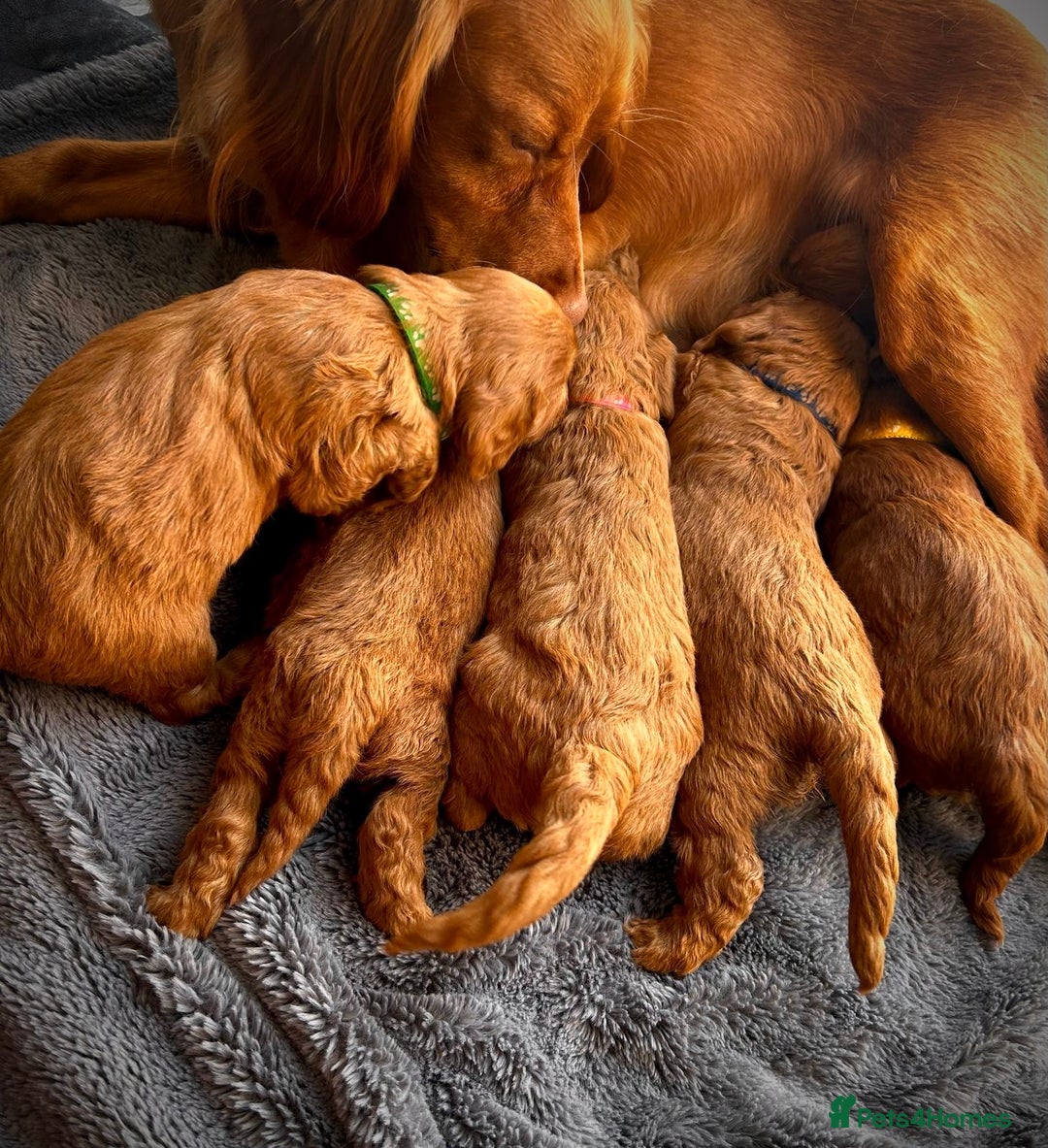 Cockapoo dogs for sale: Health Tested Fox Red Cockapoo  - Image 25