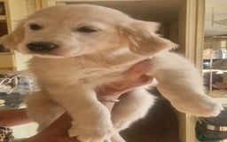 Golden Retriever dogs for sale: KC Registered Golden Retreiver Puppies  - Image 4