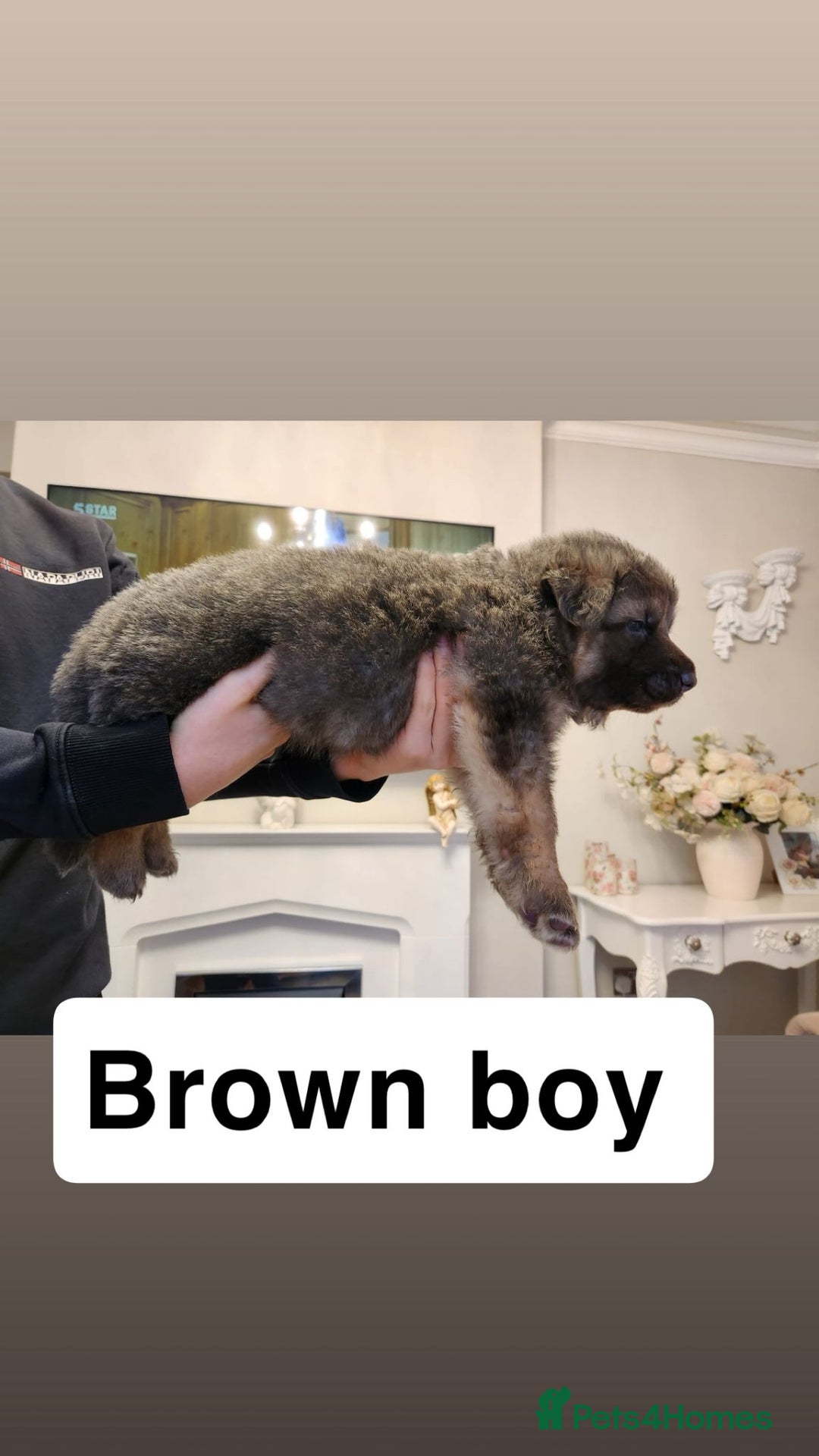 German Shepherd dogs for sale: Medium haired German shepherd pups  - Advert 10