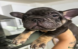 French Bulldog dogs for sale: French Bulldog - Male  - Image 2