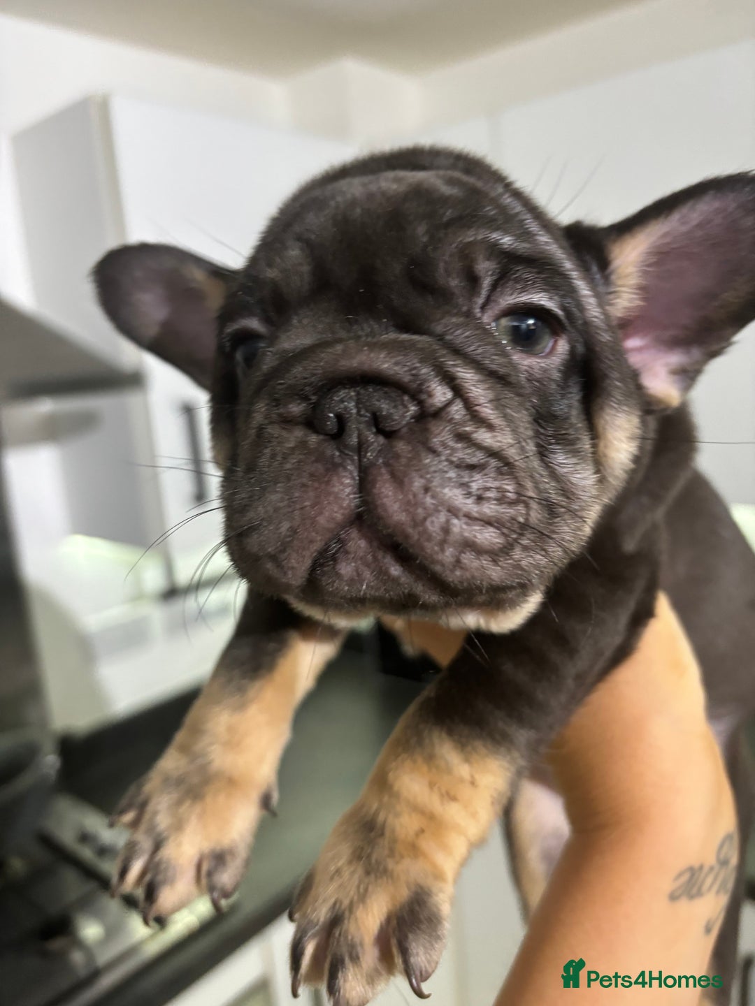 French Bulldog dogs for sale: French Bulldog - Male  - Image 2