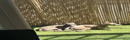 Italian Greyhound dogs for sale: Italian Greyhound puppy 1  - Advert 4