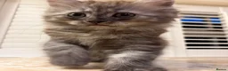 Mixed Breed cats for sale: 3 Dark grey mixed persian chinchilla kittens - Advert 25
