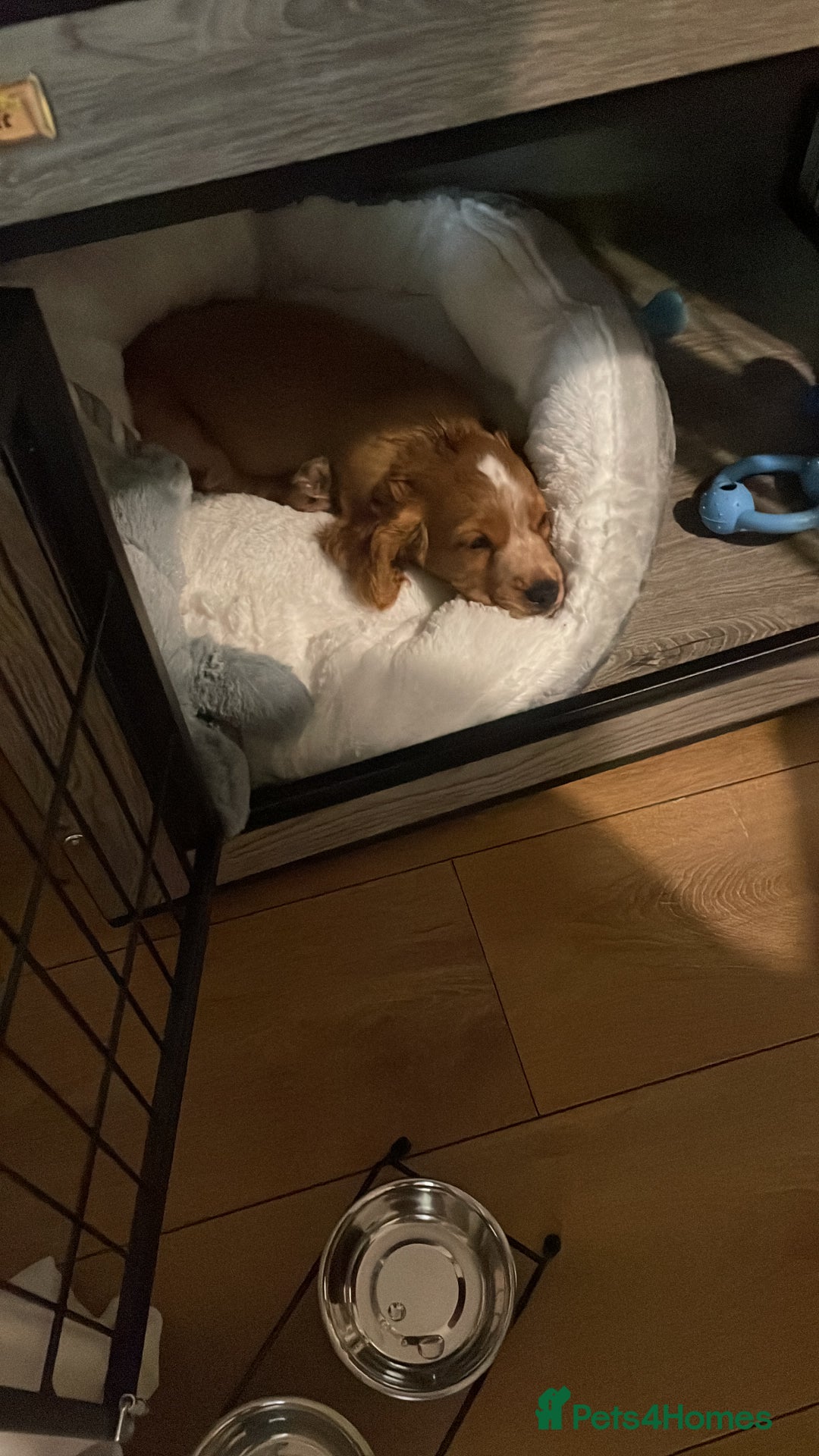 Cocker Spaniel dogs for sale: Marley Cocker spaniel  - Image 3