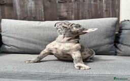 French Bulldog dogs for sale: French Bulldog Puppies–4 Girls & 2 Boys READY NOW  in Walton-on-Thames - Image 27