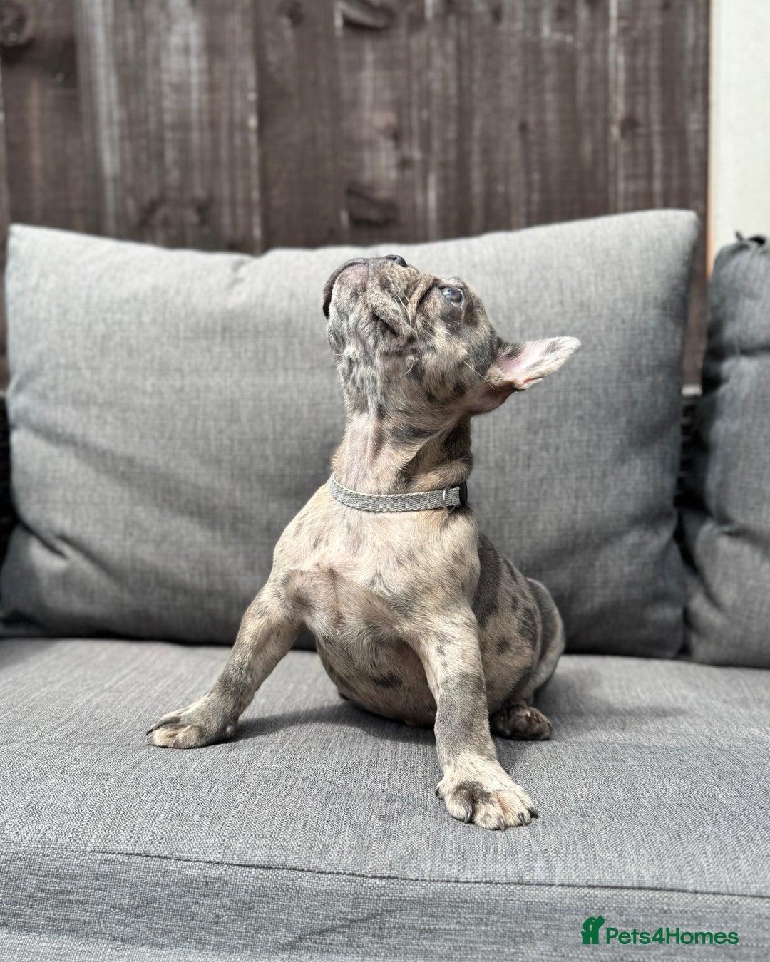 French Bulldog dogs for sale: French Bulldog Puppies–4 Girls & 2 Boys READY NOW  in Walton-on-Thames - Image 27
