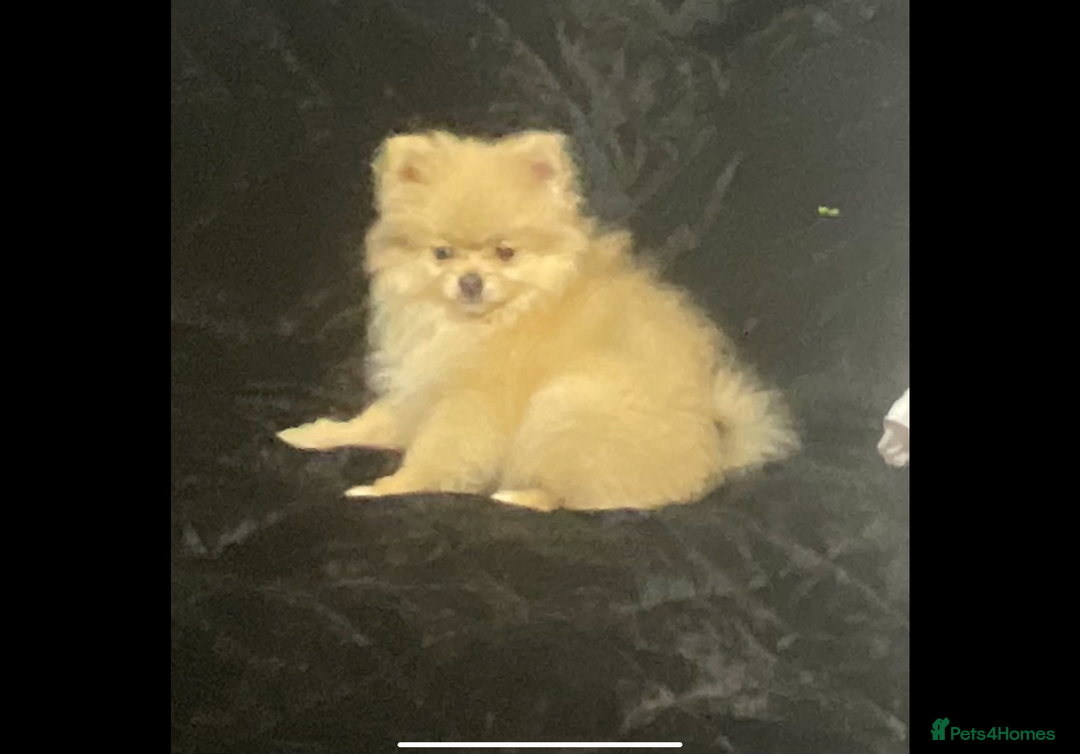 Pomeranian dogs for sale: Beautiful pom puppies -fully vaccinated  - Image 5
