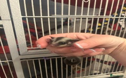 Sugar Glider rodents for sale: Joey sugar glider female.OOP- 16/09/2025 - Image 8