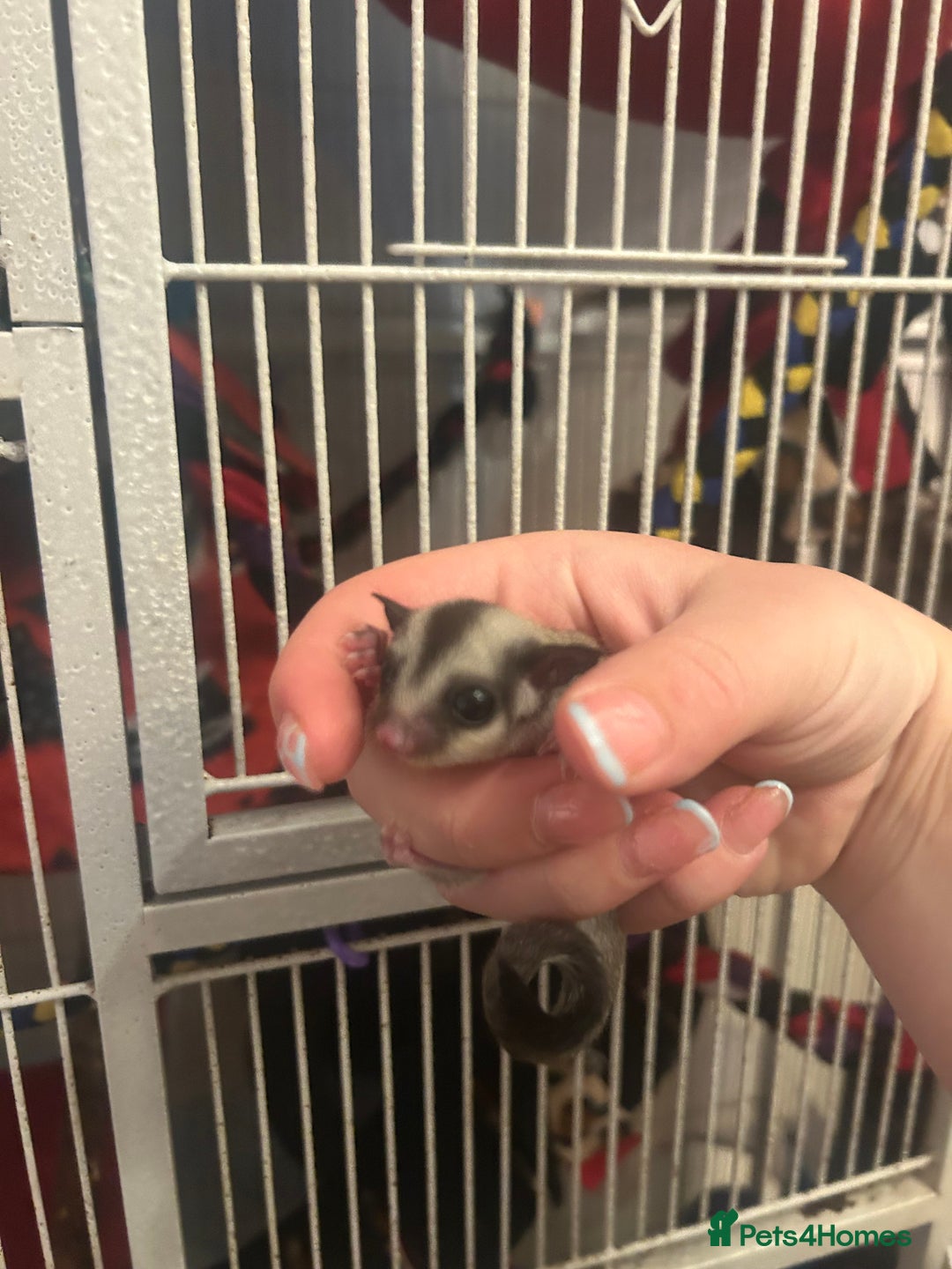 Sugar Glider rodents for sale: Joey sugar glider female.OOP- 16/09/2025 - Image 8