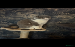 Scottish Fold cats for sale: Scottish fold’s - Advert 8