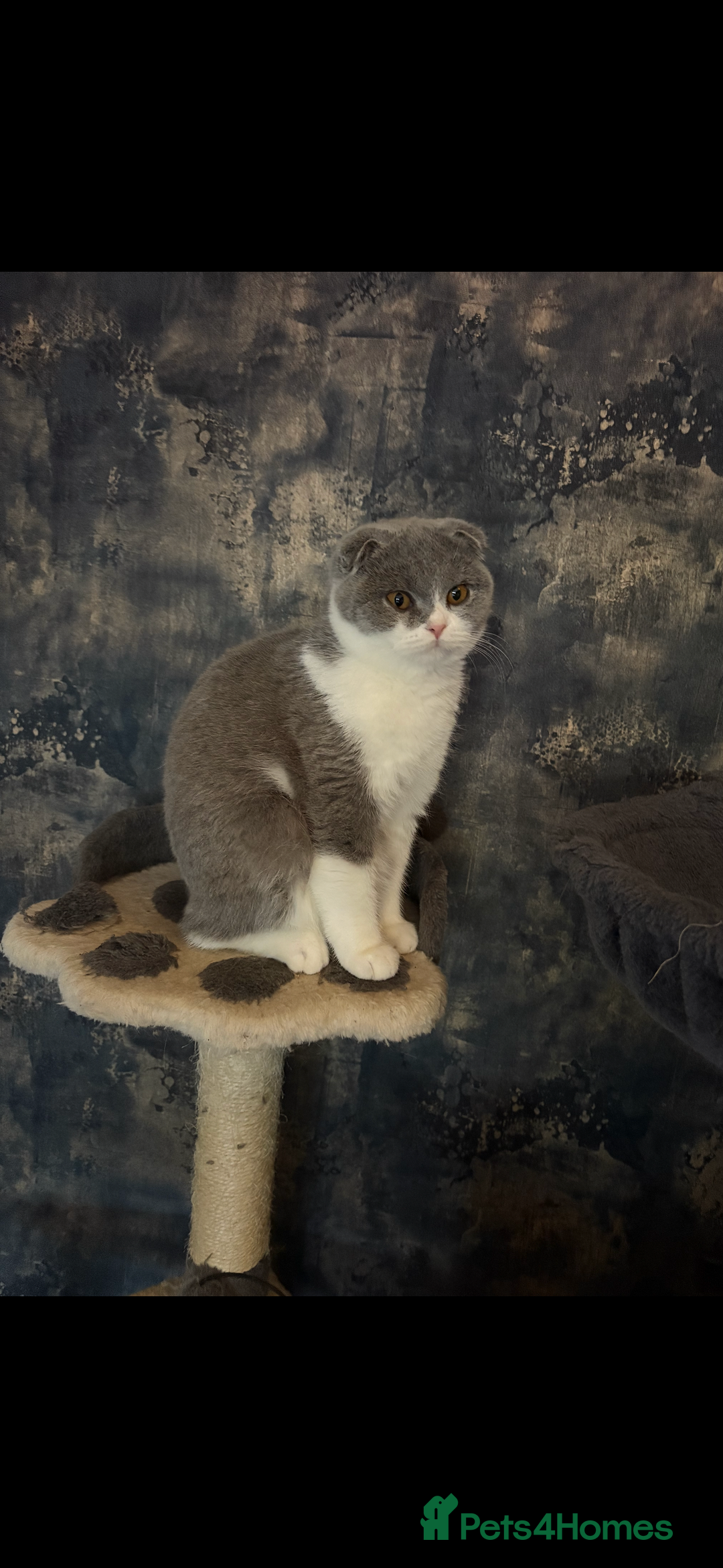 Scottish Fold cats for sale: Scottish fold’s - Advert 8