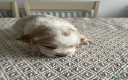 Cocker Spaniel dogs for sale: Working cocker spaniel puppies  - Image 19