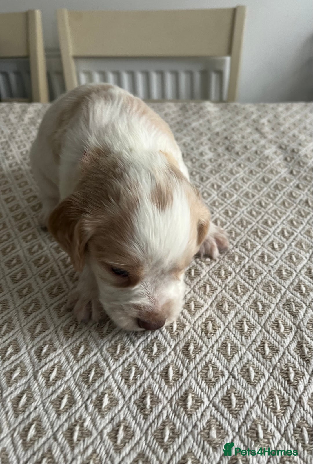 Cocker Spaniel dogs for sale: Working cocker spaniel puppies  - Image 19