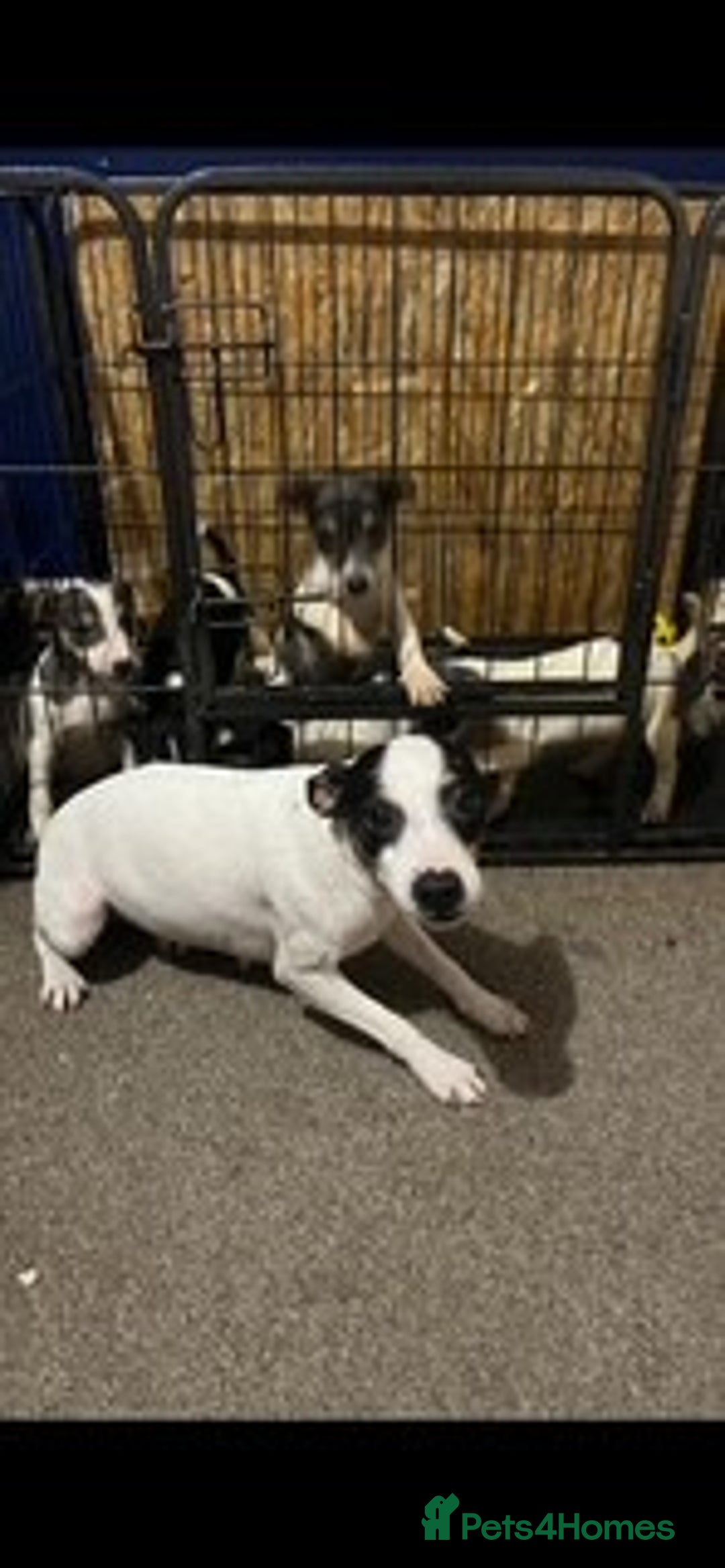 Jack Russell dogs for sale: four adorable jack russel puppies - Advert 14