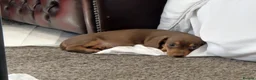 Miniature Dachshund dogs for sale: Female miniature dachshund  - Advert 10