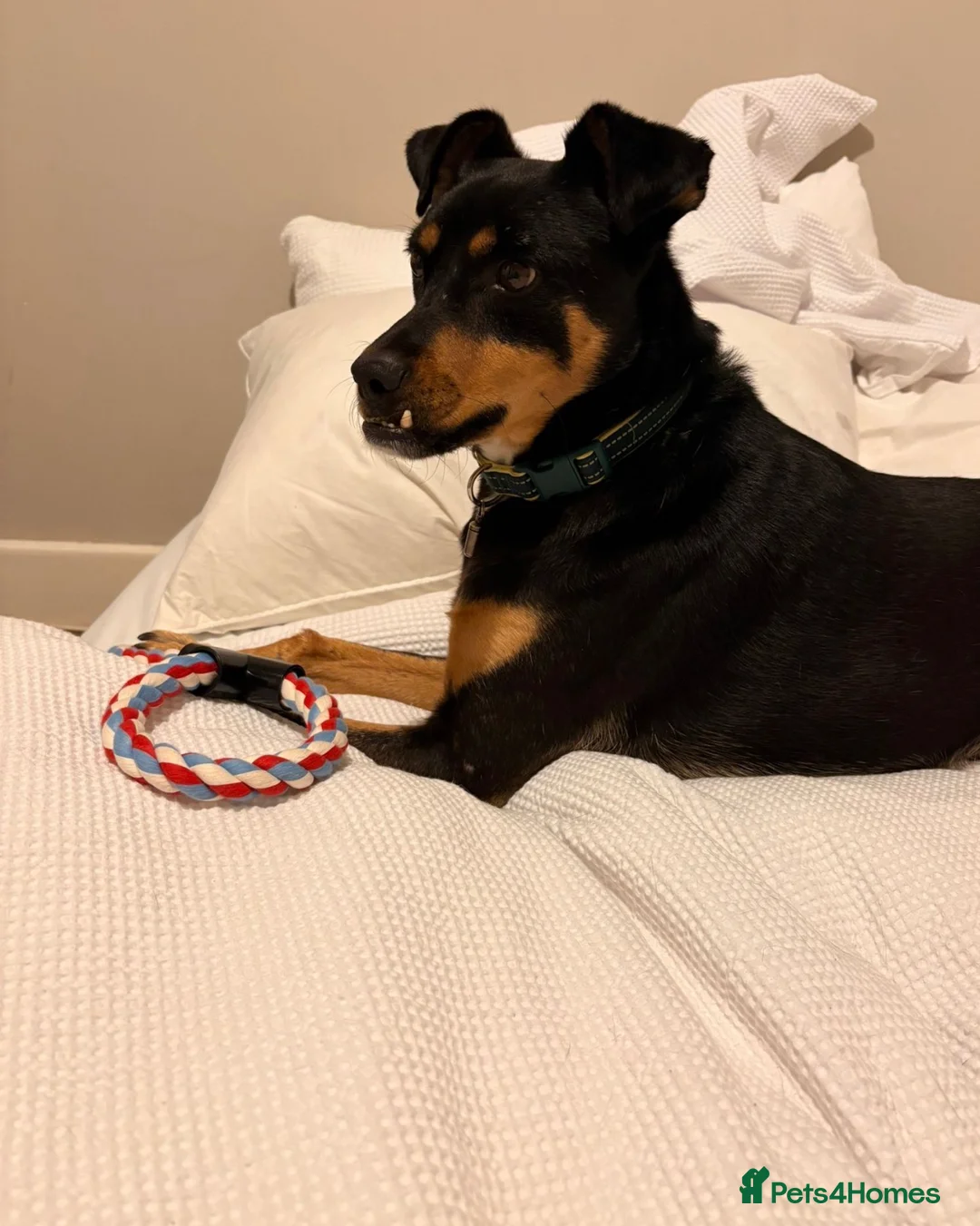 Mixed Breed dogs for adoption: Max ❤️ in Edinburgh - Advert 4