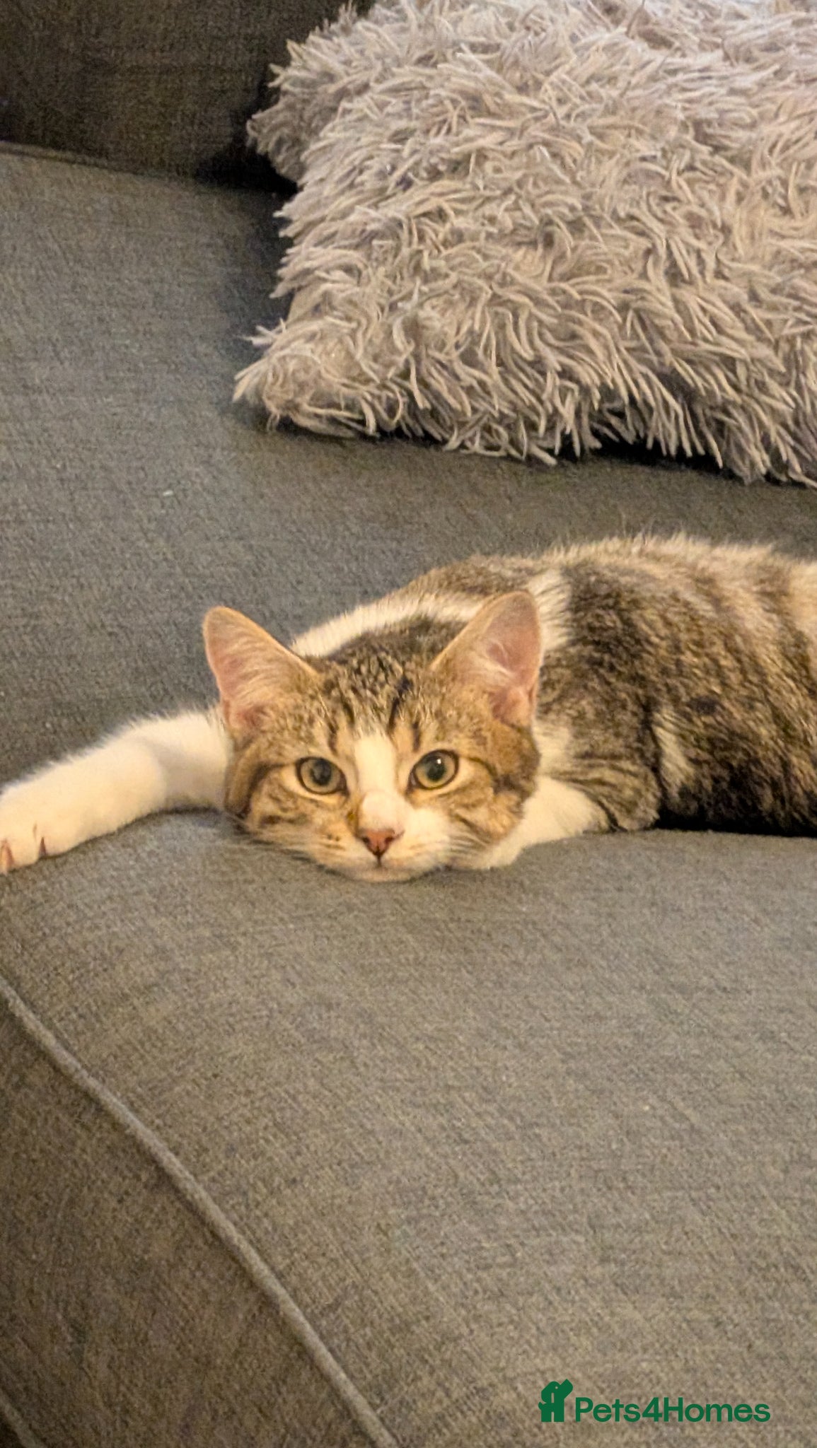 Mixed Breed cats Adorable tabby cat - Advert 2