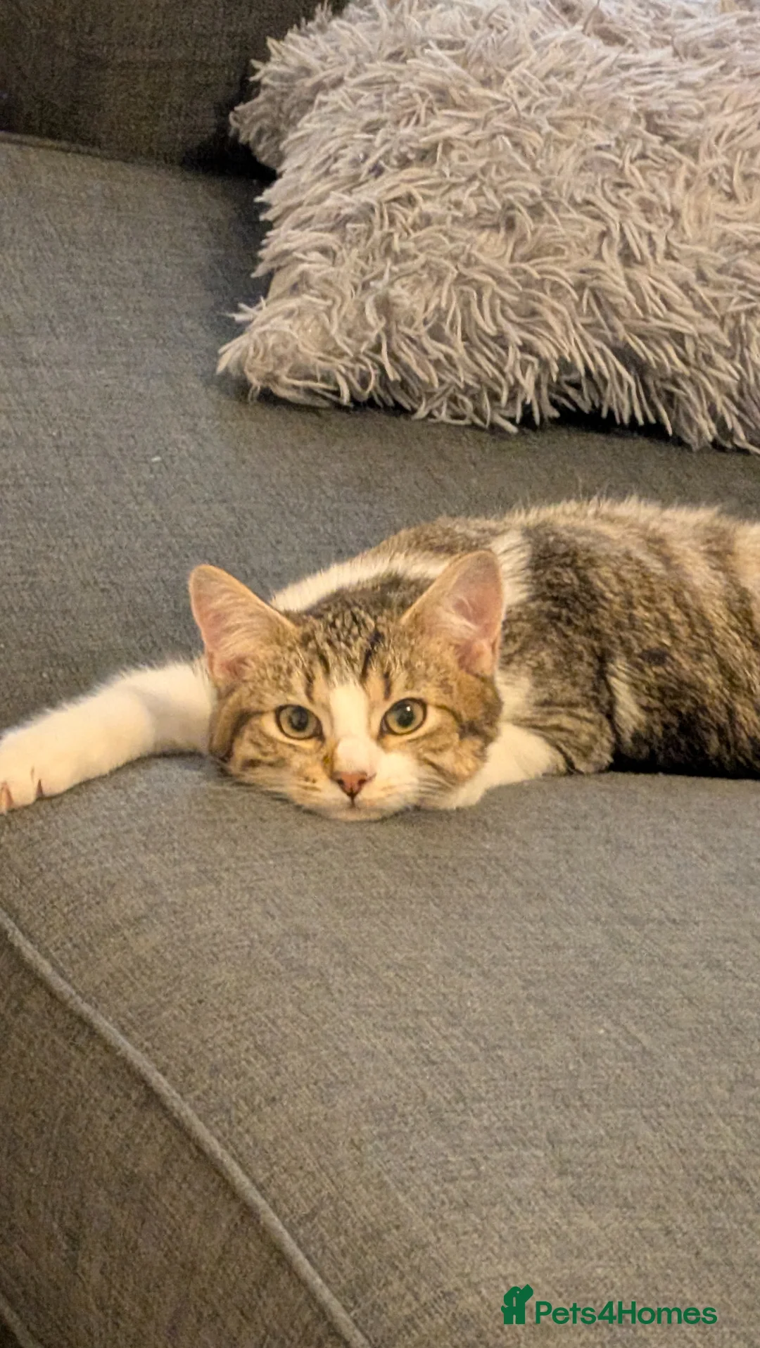 Mixed Breed cats for sale: Adorable tabby cat in Dover - Advert 1
