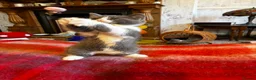 Scottish Fold cats for sale: Scottish Fold Kittens for sale - Advert 13