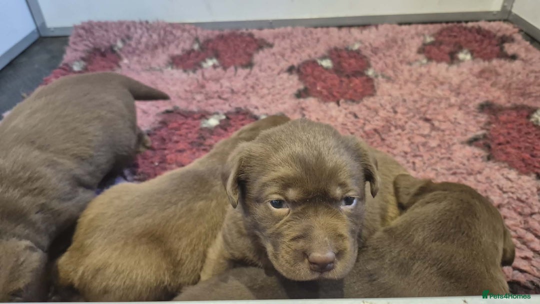 Labrador Retriever dogs for sale: 🤎 Chocolate Labrador Boys Ready Soon. - Advert 4