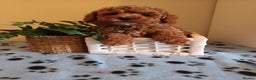 Toy Poodle dogs for stud: Red Toy Poodle stud in Crymych - Advert 7