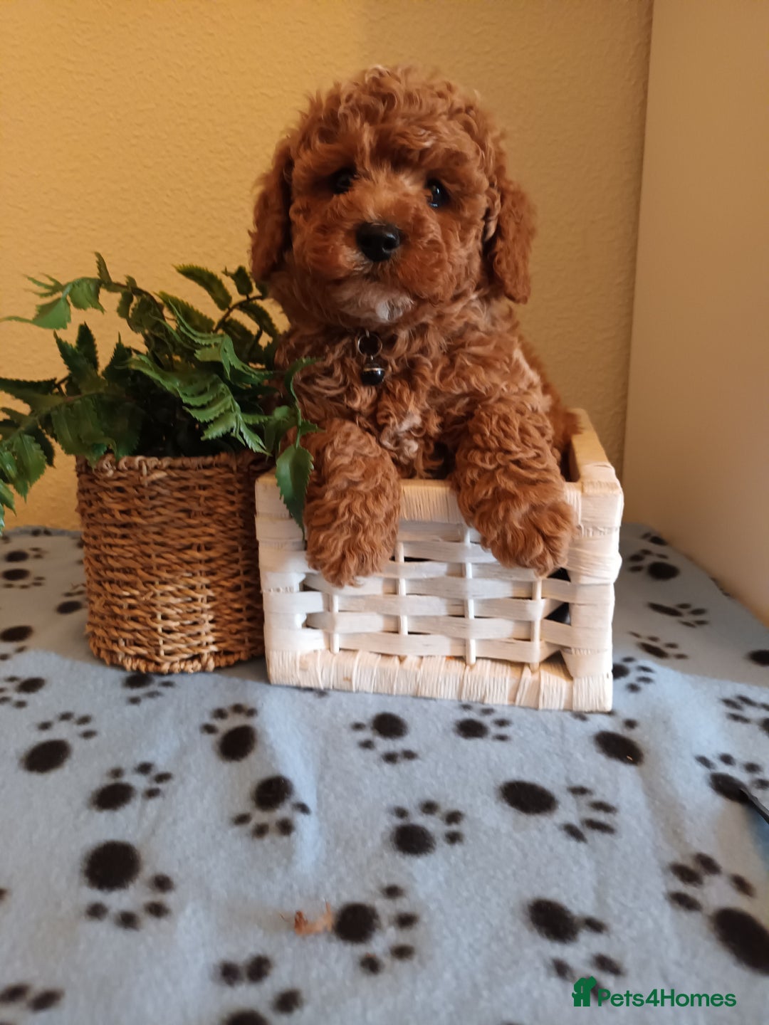 Toy Poodle dogs for stud: Red Toy Poodle stud in Crymych - Advert 7
