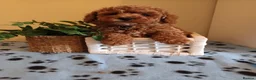 Toy Poodle dogs for stud: Red Toy Poodle stud in Crymych - Advert 7