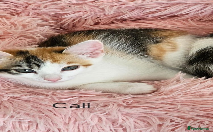 Mixed Breed cats - Advert 7