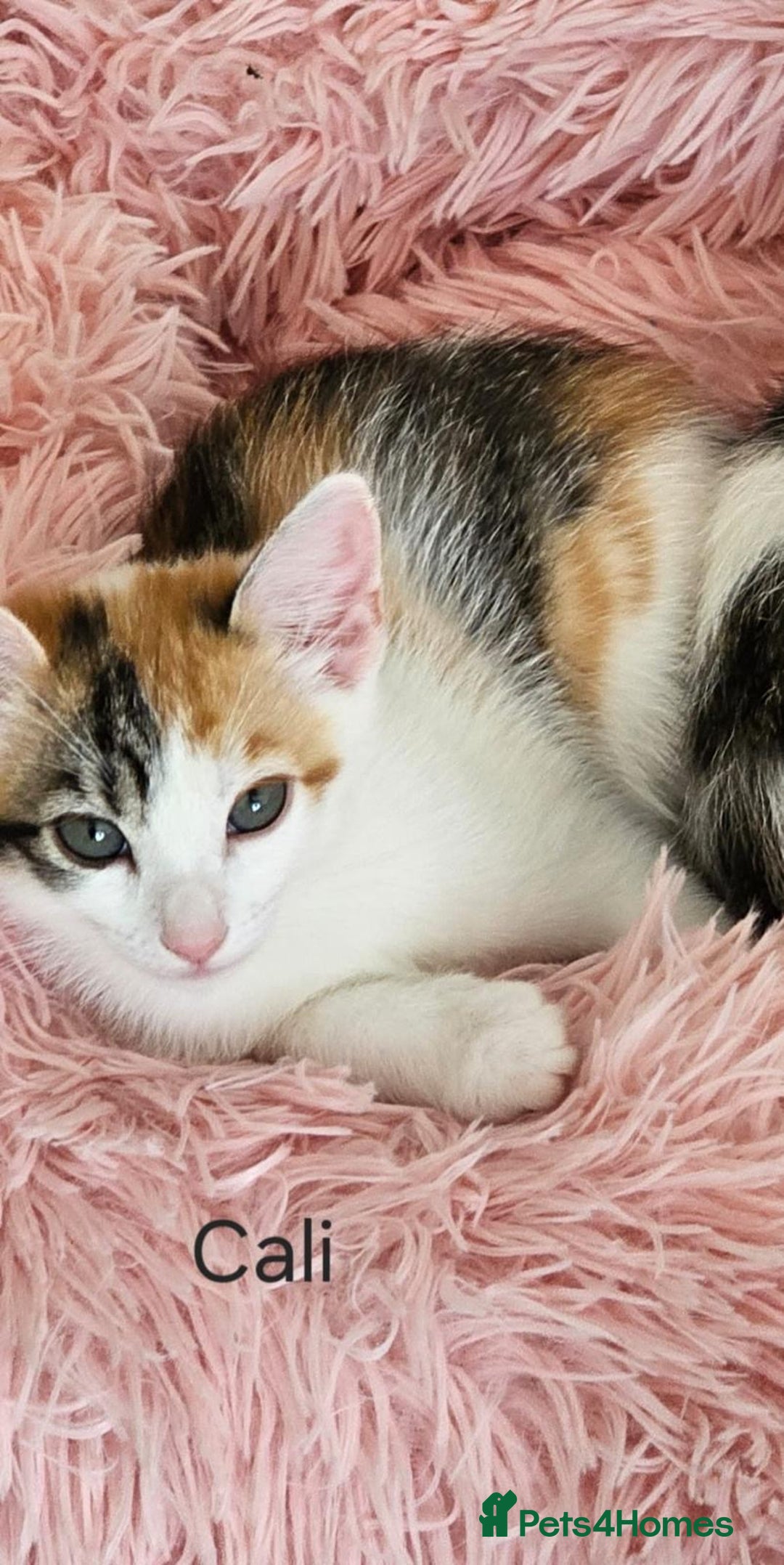 Mixed Breed cats for adoption: Rescue calico kitten in need of home - Image 1