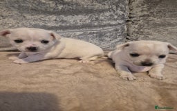 Chihuahua dogs for sale: 4 beautiful chihuahua puppies - Image 2