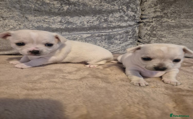 Chihuahua dogs - Advert 13