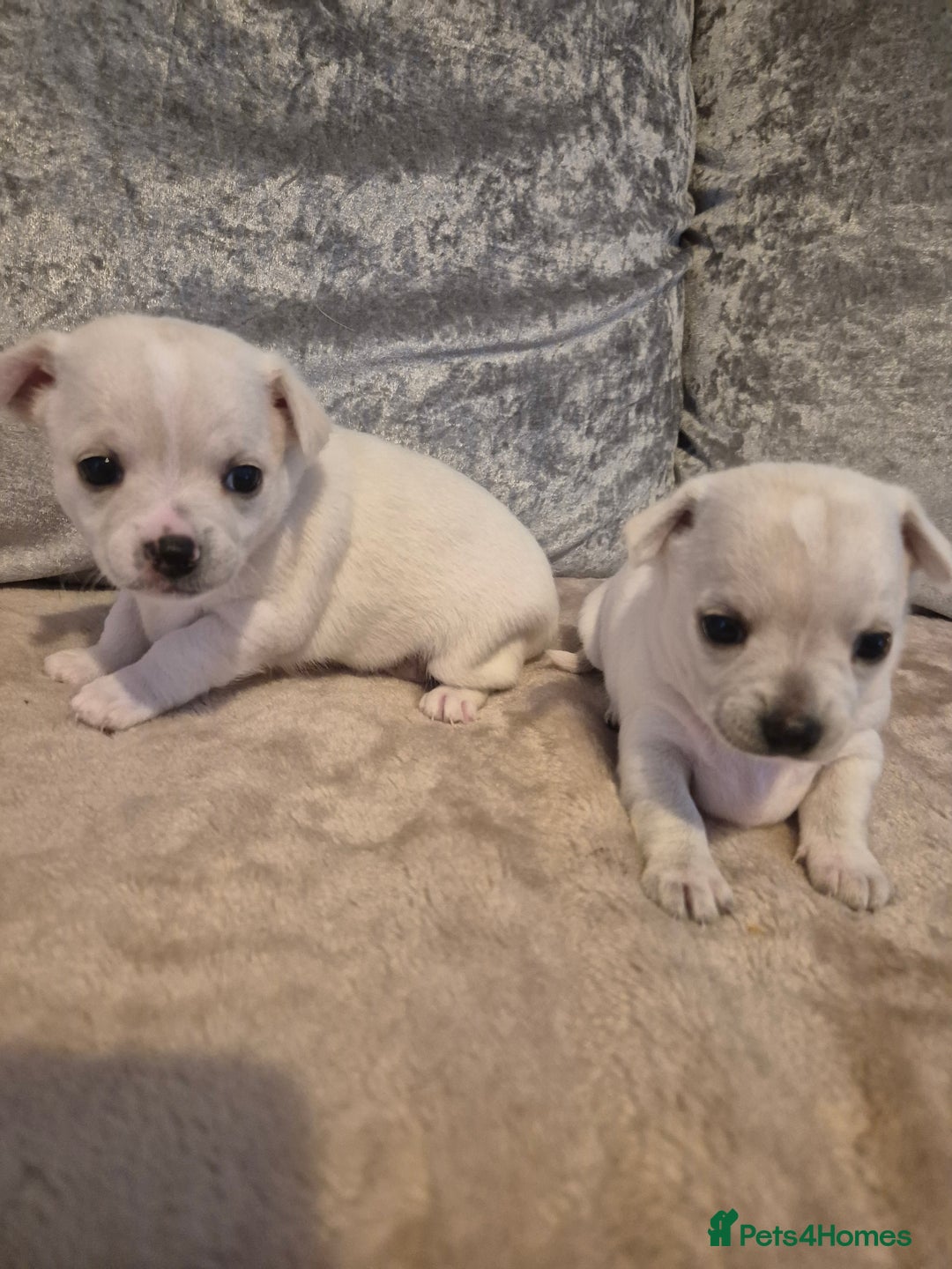 Chihuahua dogs for sale: 4 beautiful chihuahua puppies - Image 2