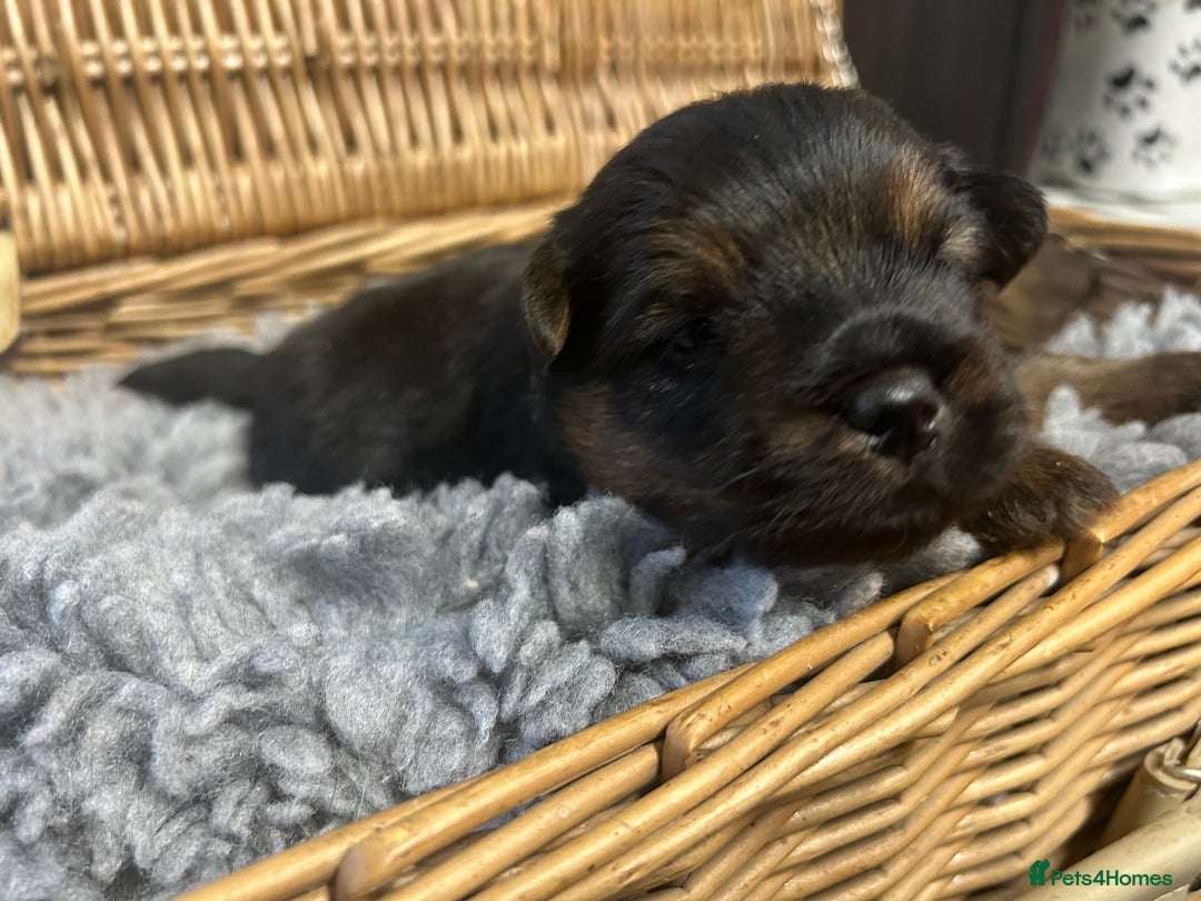 Norfolk Terrier dogs for sale: KC Norfolk terrier puppies  - Advert 14