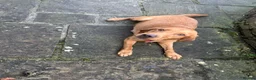Labrador Retriever dogs for sale: KC Registered Fox Red Labrador Puppies – 7 boys - Advert 8