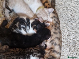 Bengal cats for sale - Advert 1