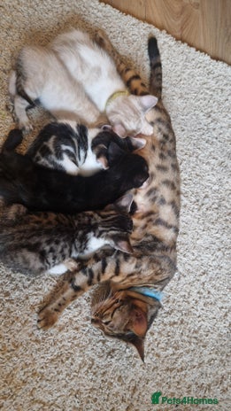 Bengal cats - Advert 1