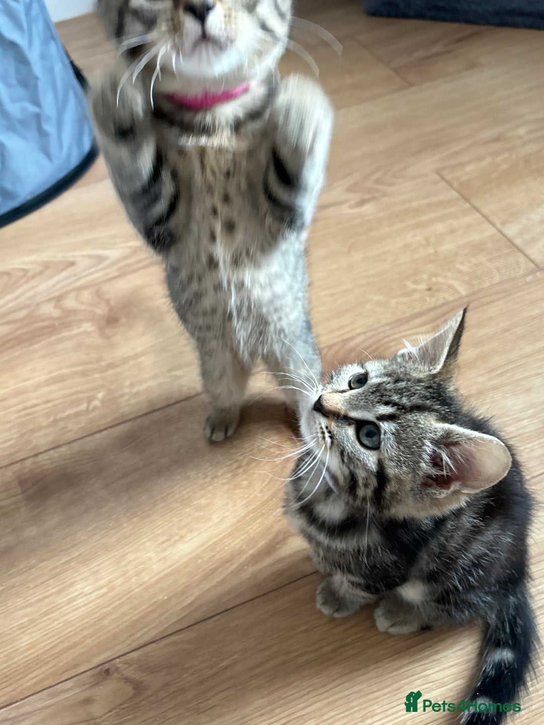 American Shorthair cats for sale: 🌟5 Adorable Kittens Ready For 4ever Home 🌟 - Advert 8