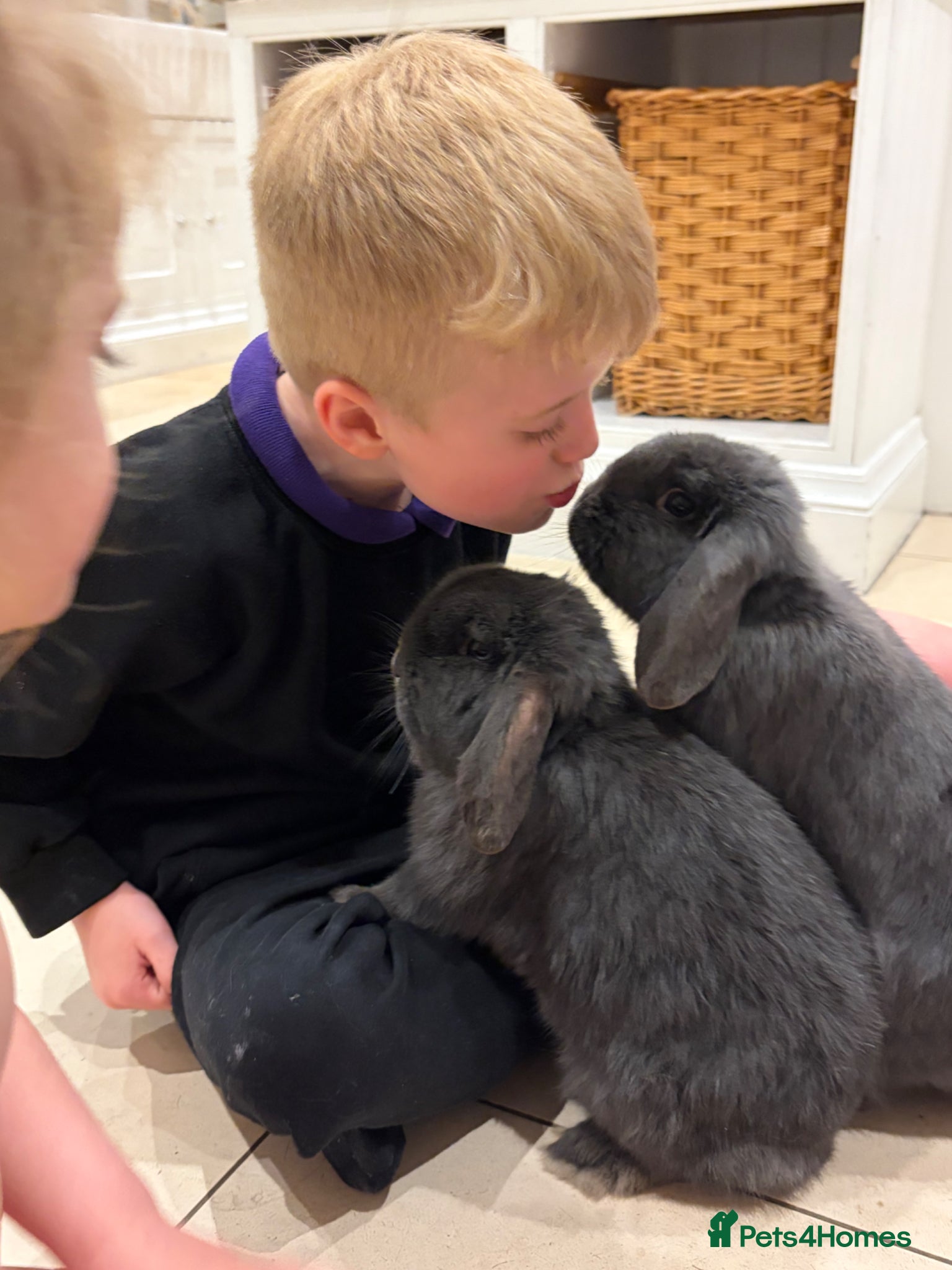 Mini Lop rabbits Stunning Blue Mini Lop Bunnies, Blue eyes,   - Advert 9
