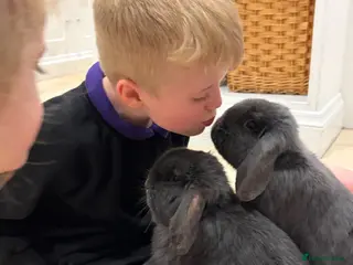 Mini Lop rabbits Stunning Blue Mini Lop Bunnies, Blue eyes, - Advert 9