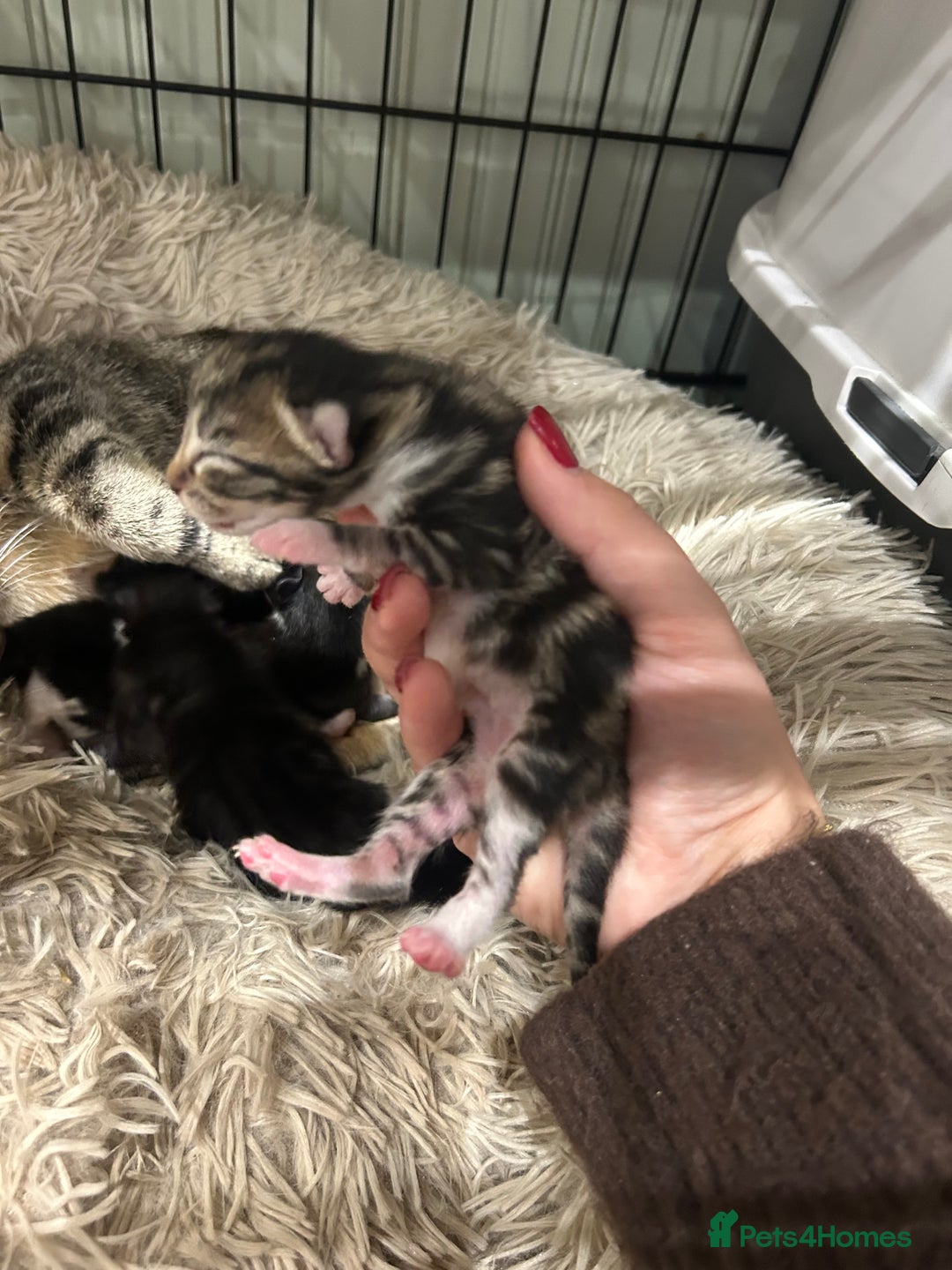Domestic Shorthair cats for sale: Lovely Female Tabby & Tuxedo Kittens - Advert 10