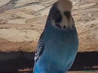 Budgerigars birds Budgie - Advert 1