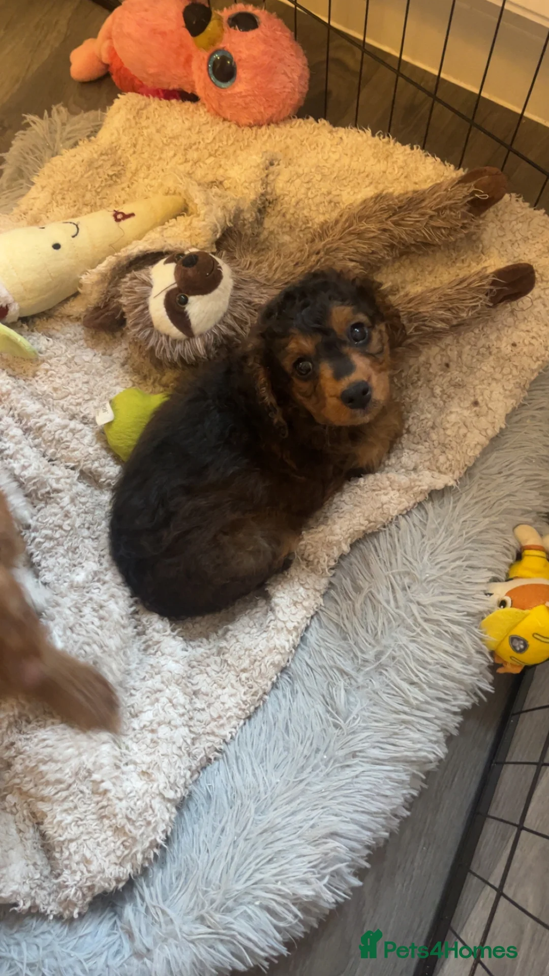 Cavapoo dogs for sale: Beautiful cavapoo 💙 - Advert 4