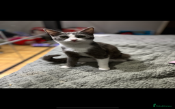 Domestic Shorthair cats for sale: 2 kittens need g new home - Image 2