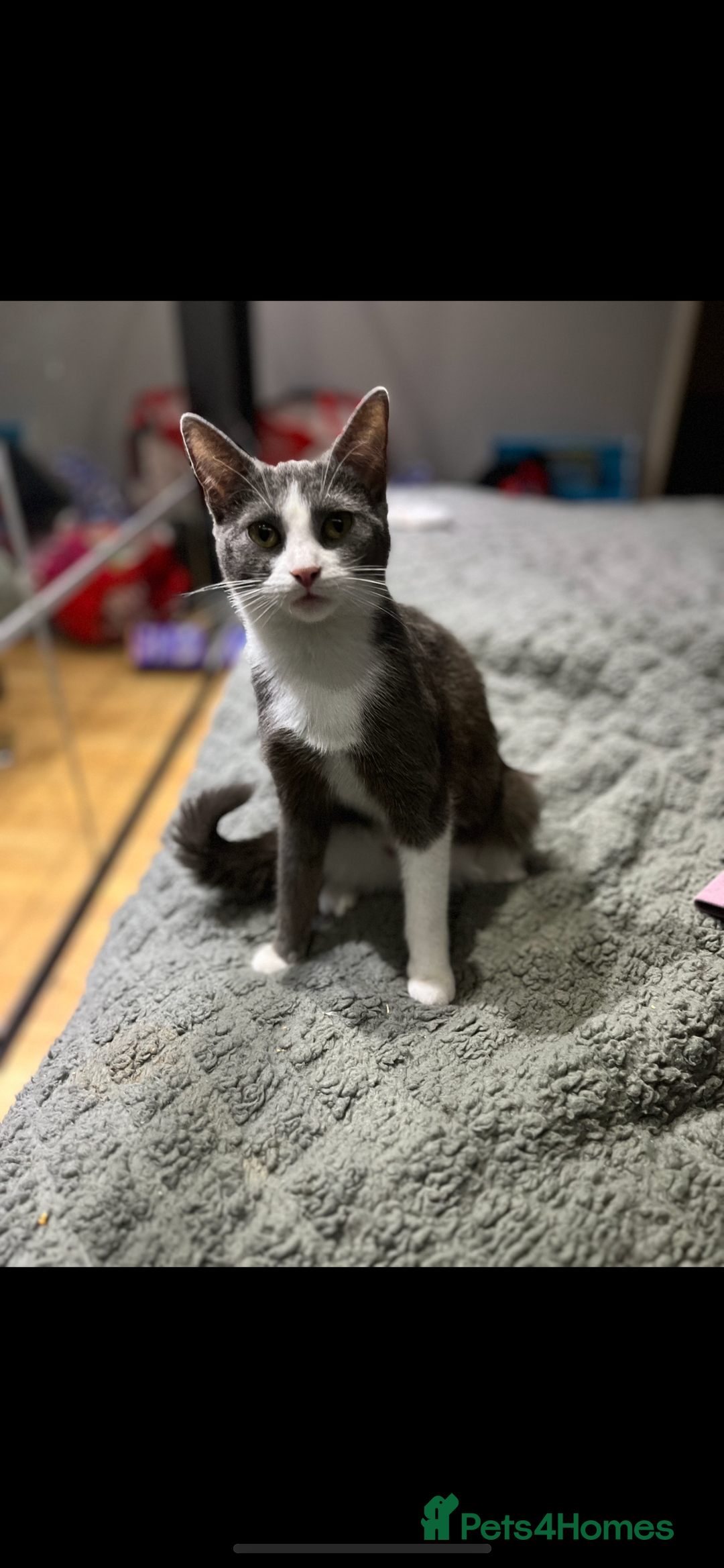 Domestic Shorthair cats for sale: 2 kittens need g new home - Image 2