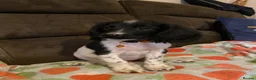 English Springer Spaniel dogs for sale: Springer Spaniel Puppies in Waterlooville - Advert 3