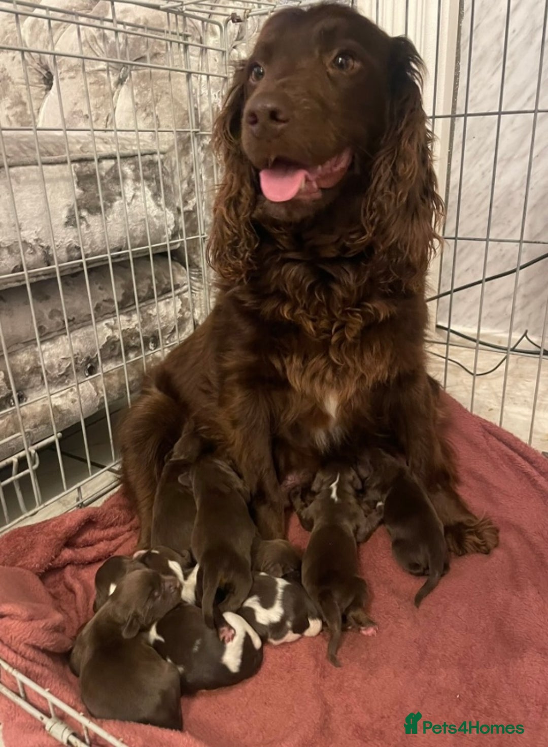 Sprocker dogs for sale: Stunning sprocker puppies  - Advert 4